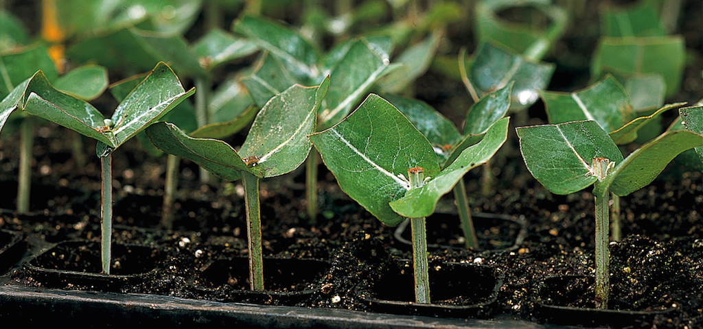 How the paper is made: Nurseries