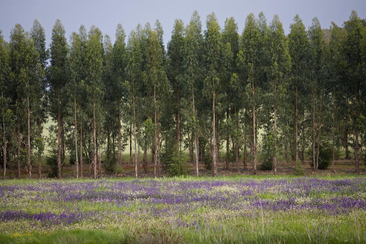 Eucalyptus globulus: Giant of the forest