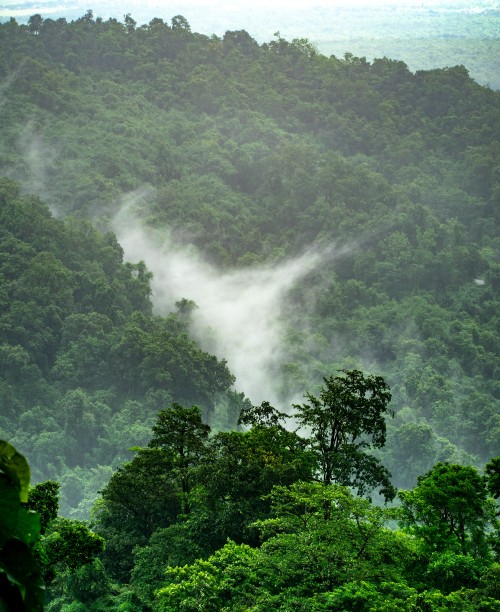 The intricacies of forest and their hidden value