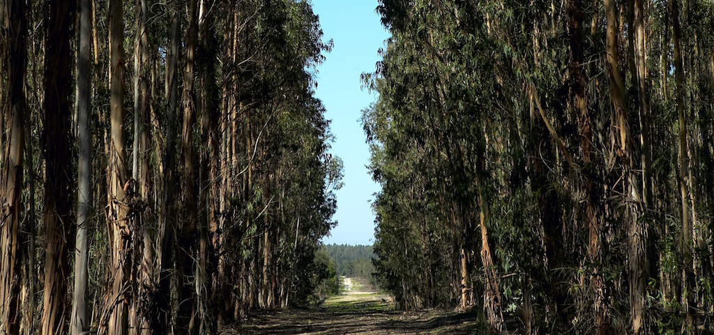 How paper is made: Harvest the wood