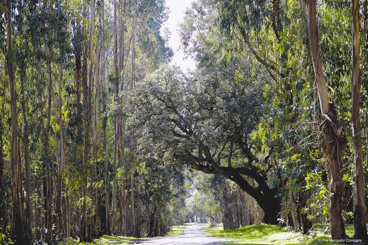 Why the planet&#8217;s future also lays in sustainably managed forests?